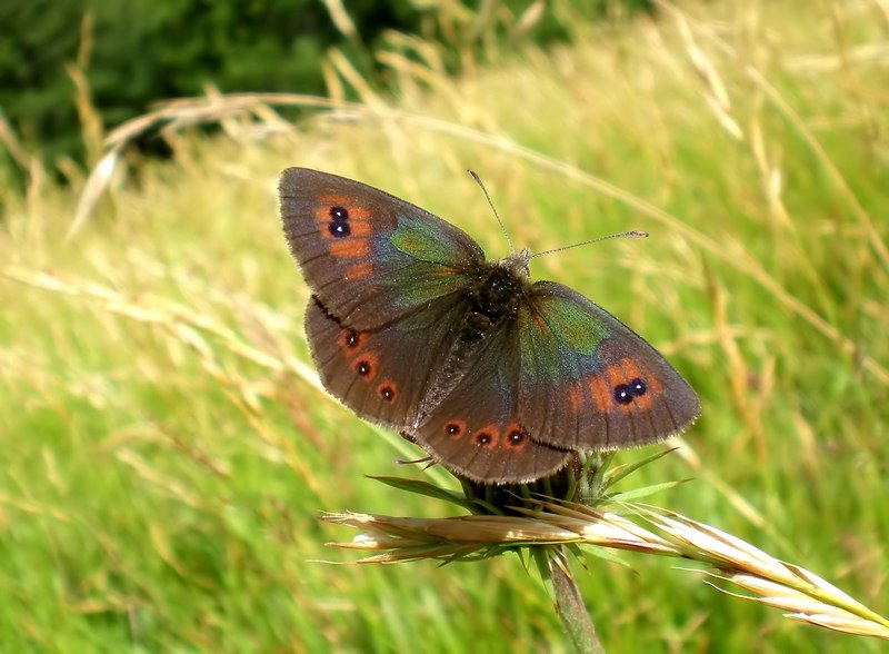 Erebia cassioides - Nymphalidae Satyrinae...dal Trentino